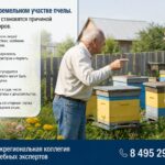 Пчелы на соседском участке