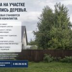 Разросшиеся деревья на соседском участке